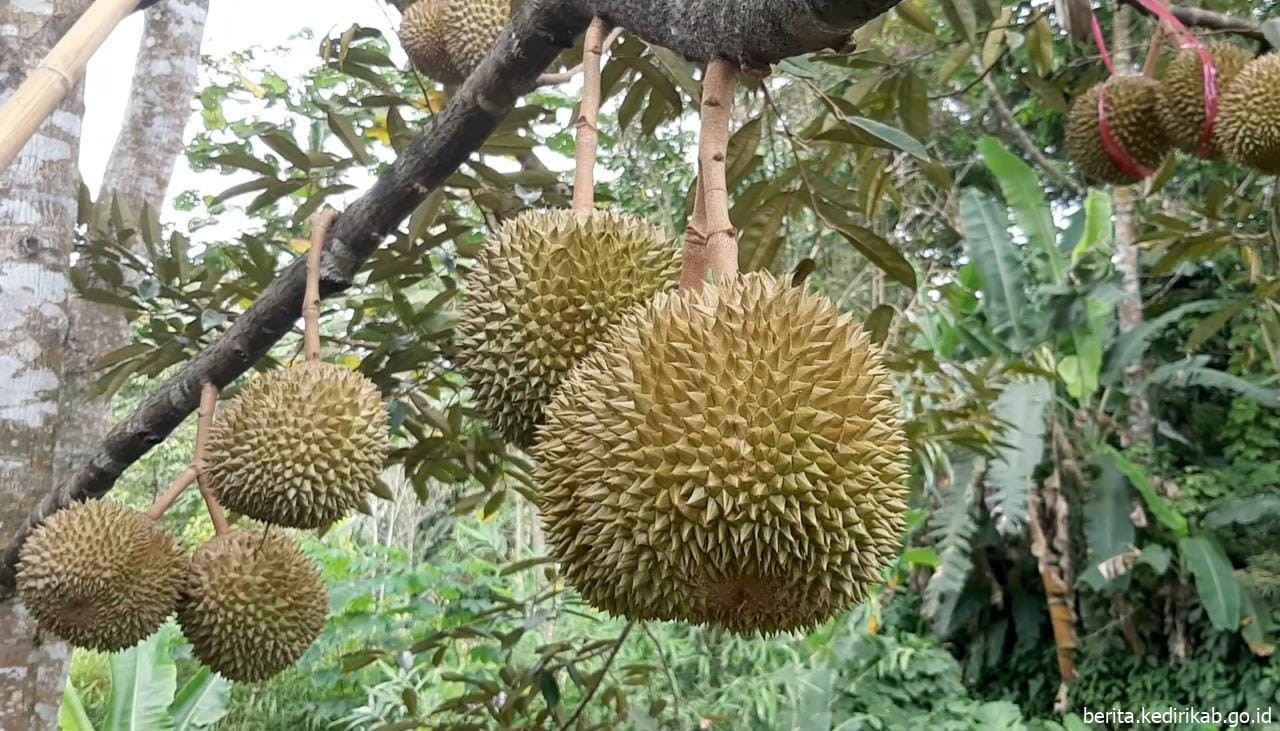 Berburu Durian Desa Mlancu Nikmati Kelezatannya, Explore Potensi Alamnya